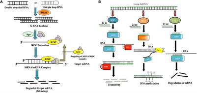 Frontiers | RNA Interference For Improving Disease Resistance In Plants ...